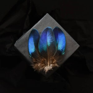 Petites plumes de paon bleues 5-8 cm rares image 3