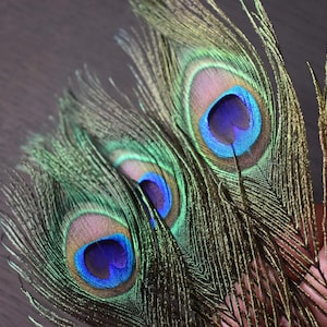 Può includere: Tre piume di pavone con colori cangianti verdi, blu e marroni. Le piume hanno motivi a forma di occhio con un centro blu e un anello esterno verde.