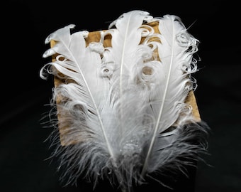 Plumes d'oies blanches frisées 12-16 cm