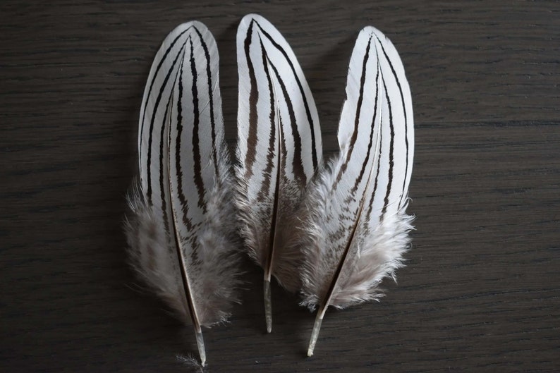 Petites plumes de faisan argenté 3-6 cm image 6