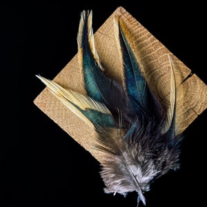 Rooster feathers black, orange, green reflection 10 to 15 centimeters