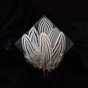 Petites plumes de faisan argenté 3-6 cm image 4