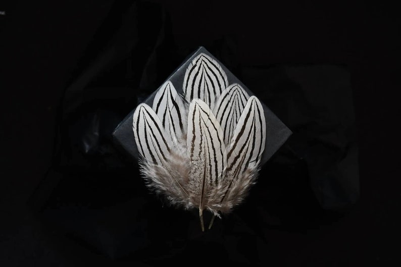 Petites plumes de faisan argenté 3-6 cm image 4