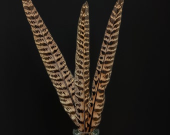 Plumas de faisán común, marrón, negro, beige 19-25 cm