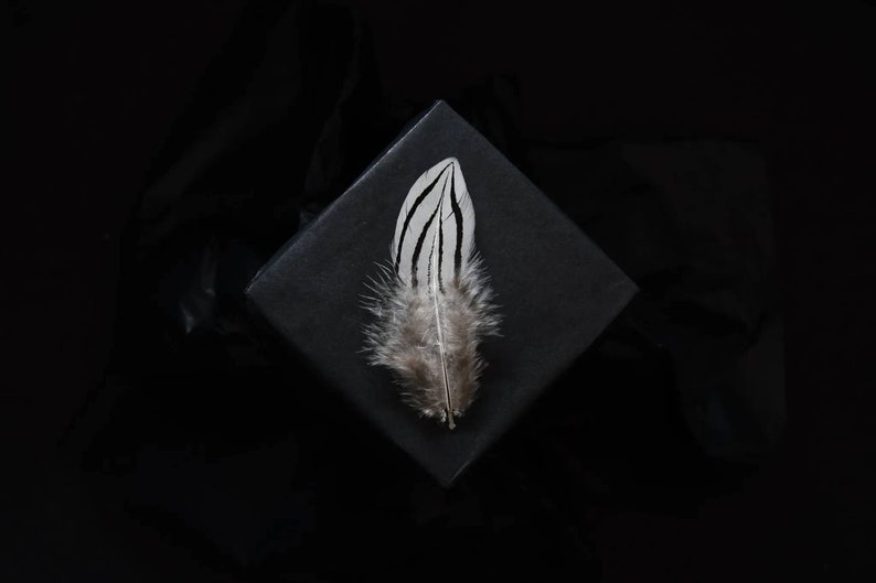 Petites plumes de faisan argenté 3-6 cm image 8
