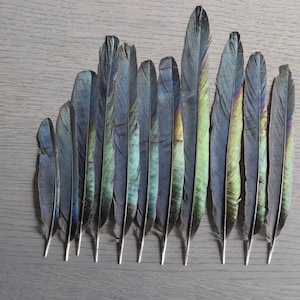 Elsterfeder, grau mit grünen und violetten Reflexen, 15 bis 20 Zentimeter Bild 7