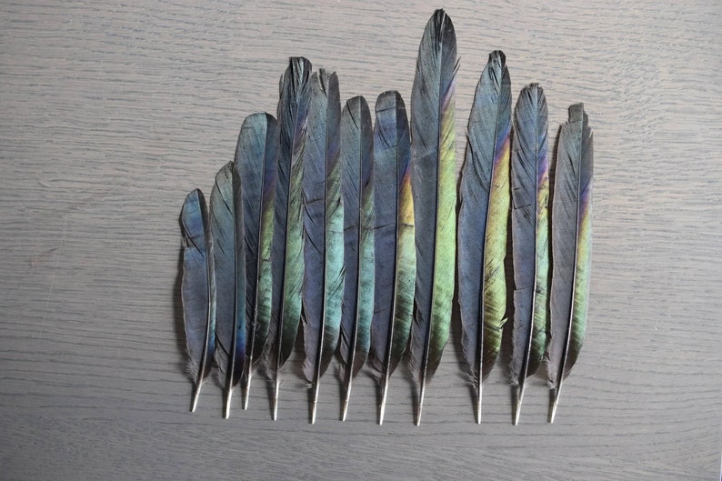 Elsterfeder, grau mit grünen und violetten Reflexen, 15 bis 20 Zentimeter Bild 7