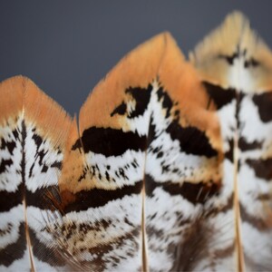 Plumes de faisan Vénéré 10-15 cm image 8