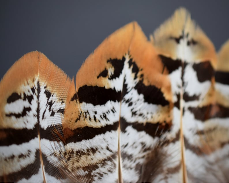 Plumes de faisan Vénéré 10-15 cm image 8