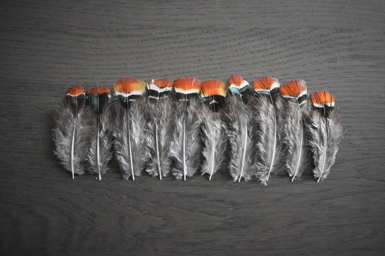 Plumes de faisan de lady orange grise 5-10 cm image 4