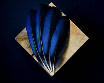 Magpie feathers 11 to 14 centimeters, black with cornflower-green reflections