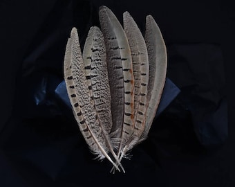 Plumes de faisan de colchide mâle 15-20 cm