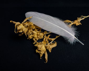 Large white goose feathers 18-22 cm