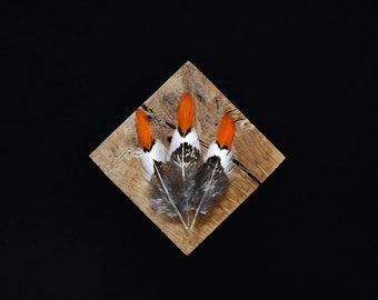 Pheasant feathers, white, gray and orange 7 to 10 centimeters