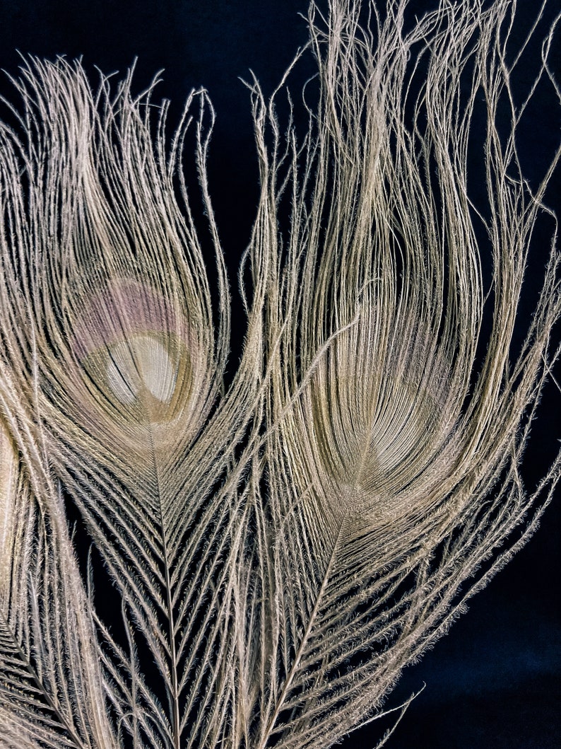 Plumes de paon blanc 25 centimètres image 7