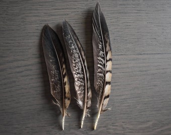 Vénéré chocolate pheasant feathers 15-20 cm