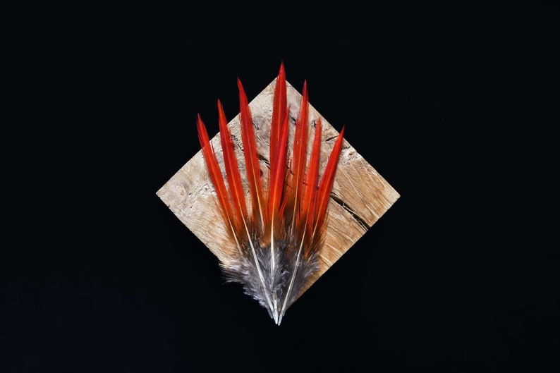 Plumes de faisan Doré rouges 10-12 cm image 1