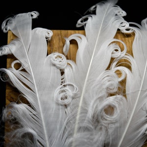 Plumes d'oies blanches frisées 12-16 cm image 6