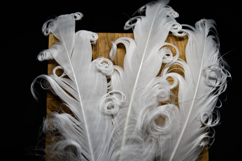 Plumes d'oies blanches frisées 12-16 cm image 6