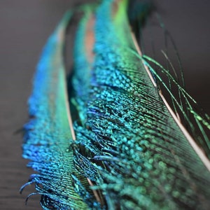 Natural peacock feathers, swords, emerald green, 25 cm image 8