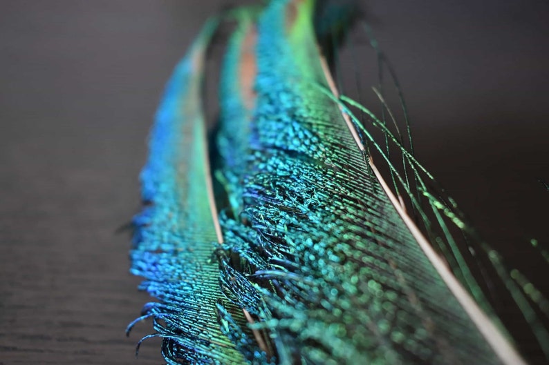 Plumas naturales de pavo real, espadas, verde esmeralda, 25 cm imagen 8