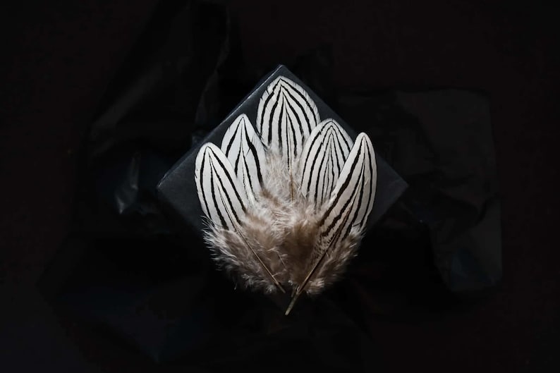 Petites plumes de faisan argenté 3-6 cm image 5