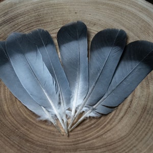 Piume di piccione grigie da 10 a 13 centimetri immagine 6