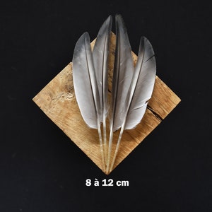 Piume d'anatra grigie e nere da 8 a 12 cm