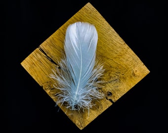 White goose feathers 9-12 centimeters