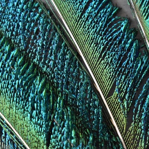 Plumas naturales de pavo real, espadas, verde esmeralda, 25 cm imagen 9