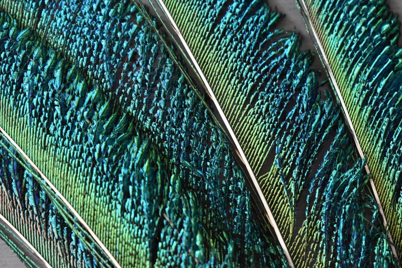 Natural peacock feathers, swords, emerald green, 25 cm image 9
