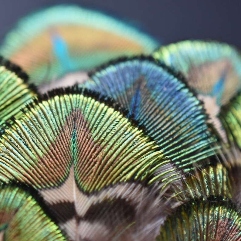 Petites plumes de paon vertes 5 centimètres image 8
