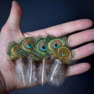 Grüne Pfauenfedern kleines Auge 8-12 cm