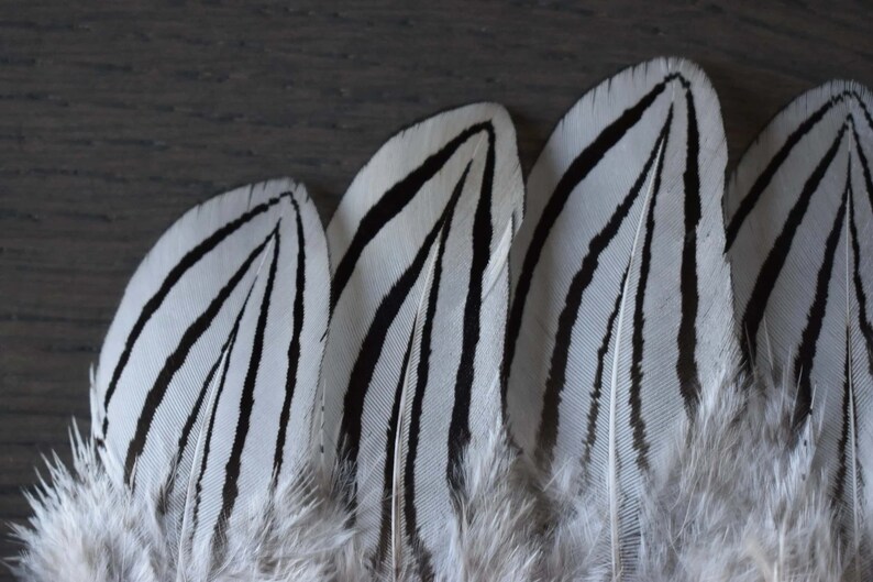 Petites plumes de faisan argenté 3-6 cm image 7
