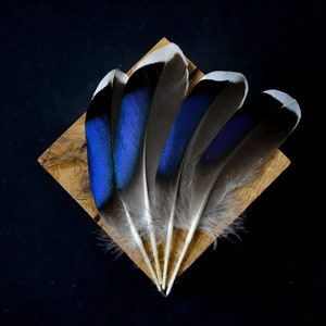 Blaue Stockentenfedern 10 bis 12 Zentimeter