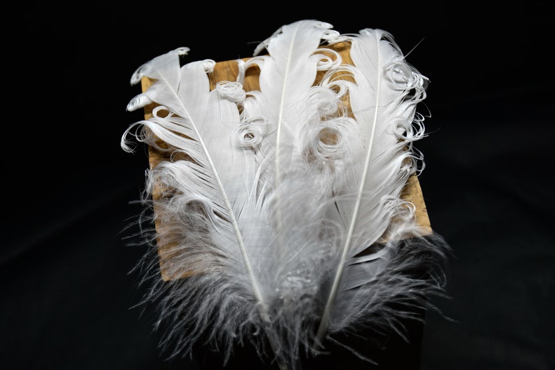 Plumes d'oies blanches frisées 12-16 cm image 3