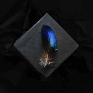 Petites plumes de paon bleues 5-8 cm rares image 1