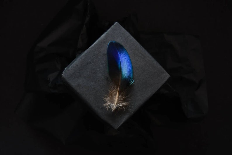 Petites plumes de paon bleues 5-8 cm rares image 1