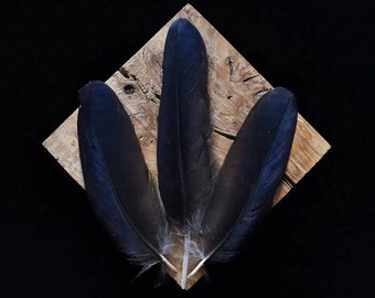 Plumas de cuervo, negras de 8 a 12 centímetros.