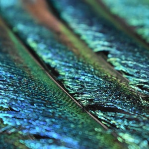 Plumas naturales de pavo real, espadas, verde esmeralda, 25 cm imagen 10
