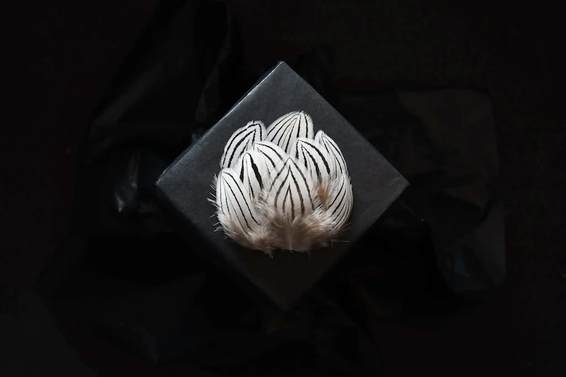 Petites plumes de faisan argenté 3-6 cm image 1
