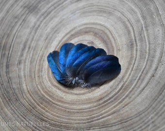 Petites plumes de pies noires et bleues 5 à 7 centimètres