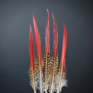 Plumes de faisan Doré rouges 10-12 cm image 7
