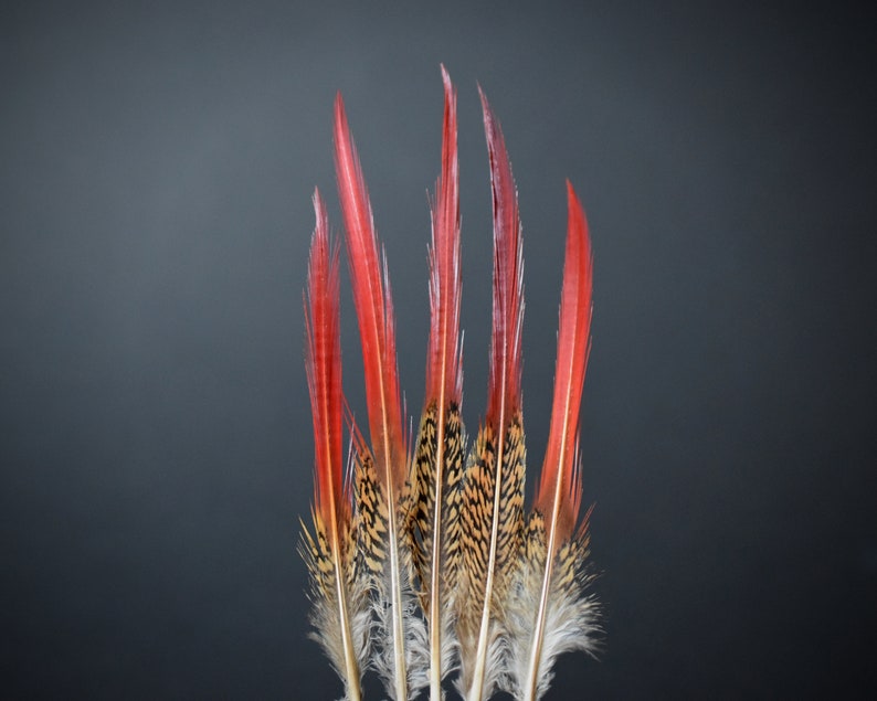 Plumes de faisan Doré rouges 10-12 cm image 7