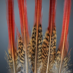 Plumes de faisan Doré rouges 10-12 cm image 8