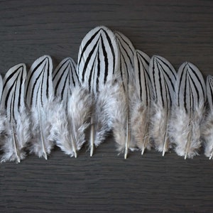 Petites plumes de faisan argenté 3-6 cm image 9