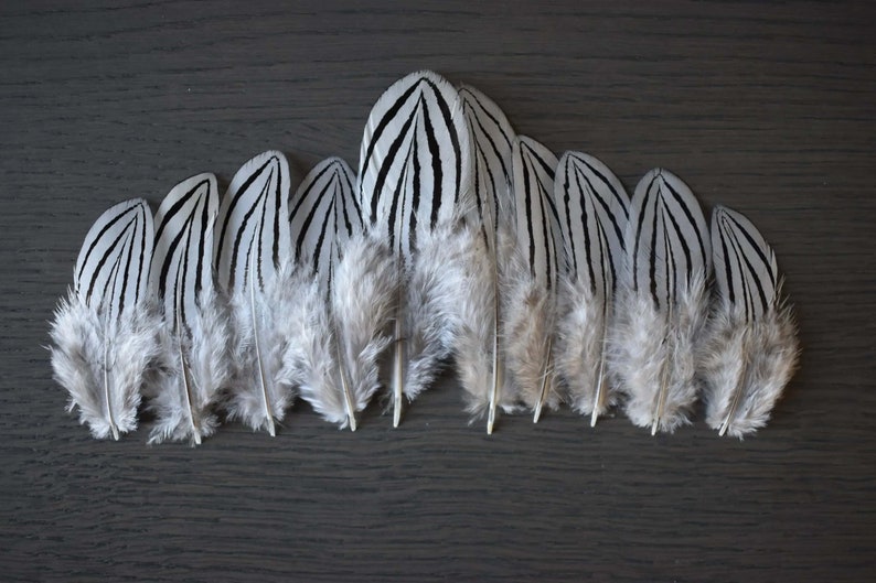 Petites plumes de faisan argenté 3-6 cm image 9