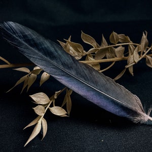 Raven feathers 16-20 centimeters