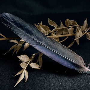 Raven feathers 16-20 centimeters