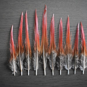 Plumes de faisan Doré rouges 10-12 cm image 5